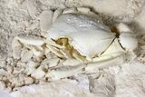 Fossil Crab (Potamon) Preserved in Travertine - Turkey #121382-2